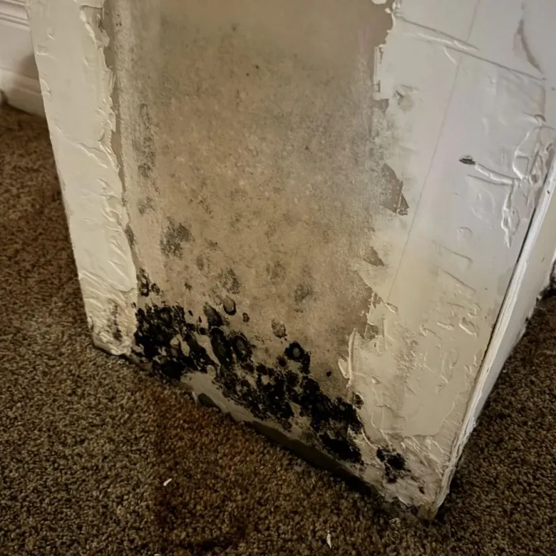 Professional Mold Removal in Calhoun, KY